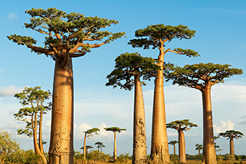 馬達(dá)加斯加曼達(dá)貝機(jī)場(chǎng)三字代碼(WMD),曼達(dá)貝機(jī)場(chǎng)(Mandabe Airport)四字碼,馬達(dá)加斯加機(jī)場(chǎng)三字碼查詢(xún)